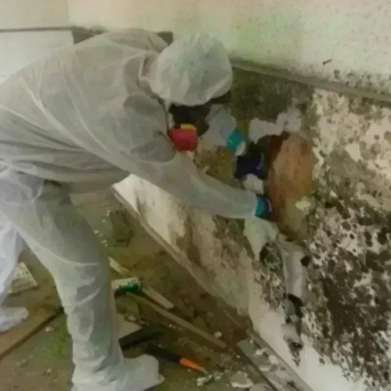 Mold Remediation and Removal in Butte, AK